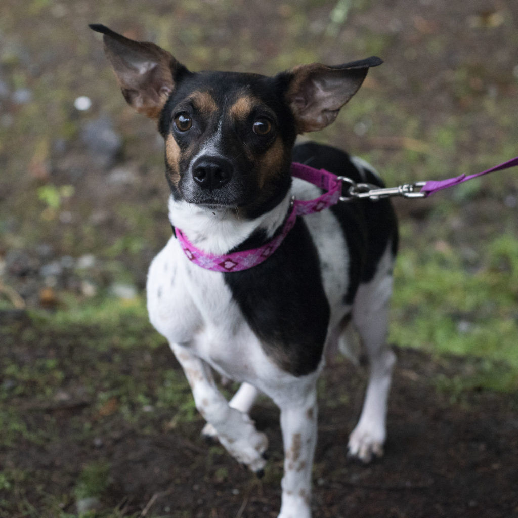 Pet of the Week: Flora